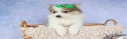 Pomeranian dogs for sale: Ernie🐾 - Ad 11