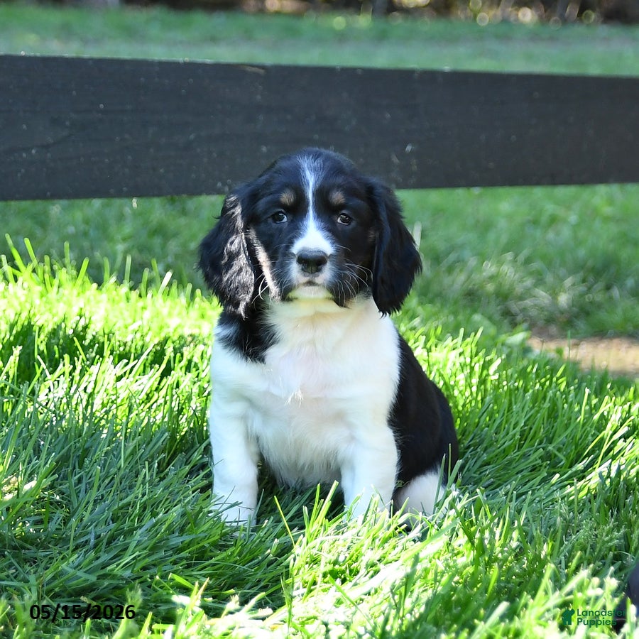 English Springer Spaniel dogs Gem   - Ad 1