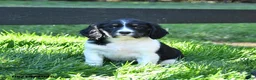 English Springer Spaniel dogs for sale: Gem   - Ad 1