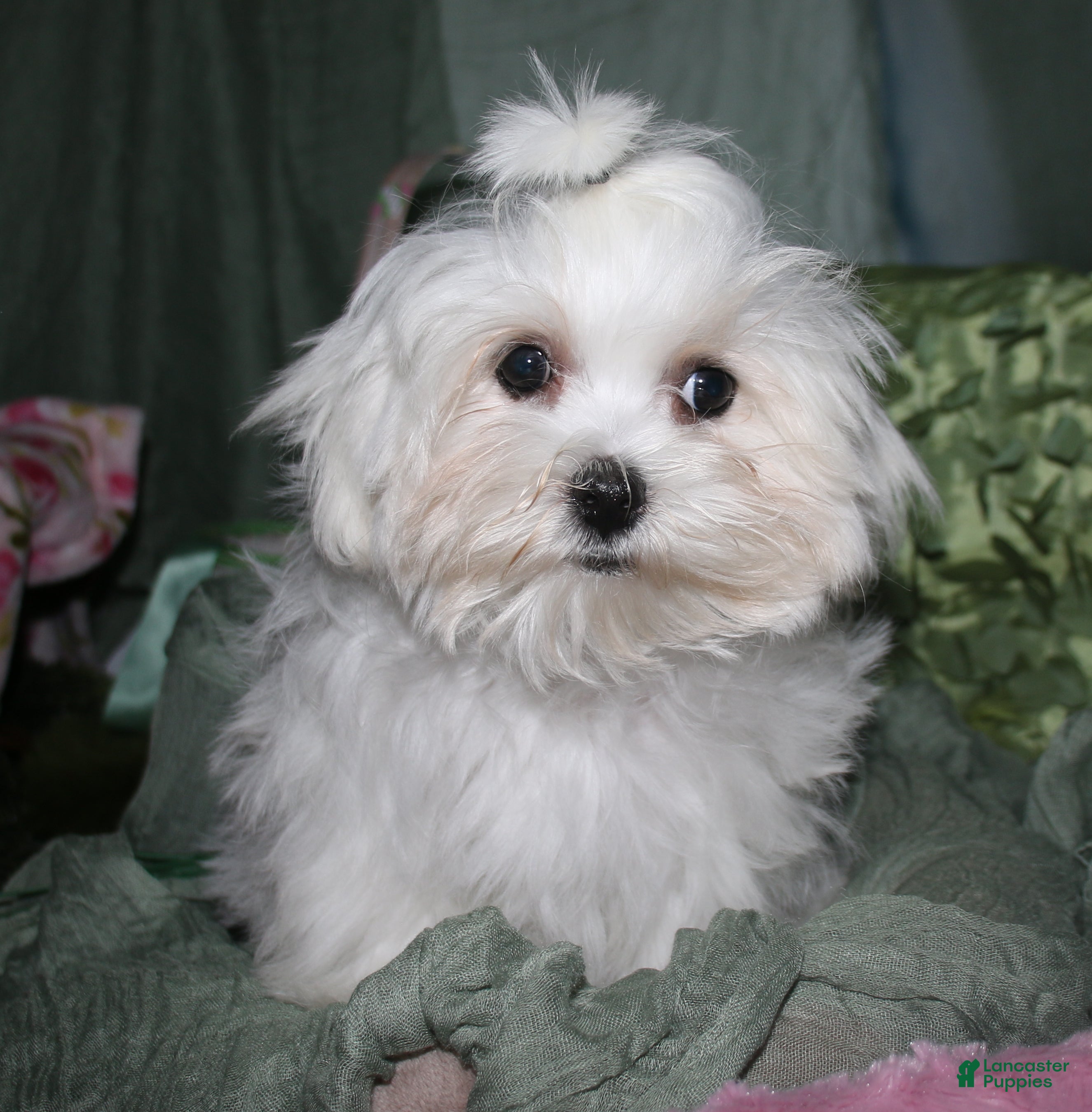 Maltese dogs Archie  - Ad 2