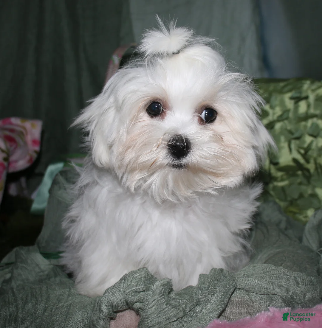Maltese dogs for sale: Archie  - Ad 2