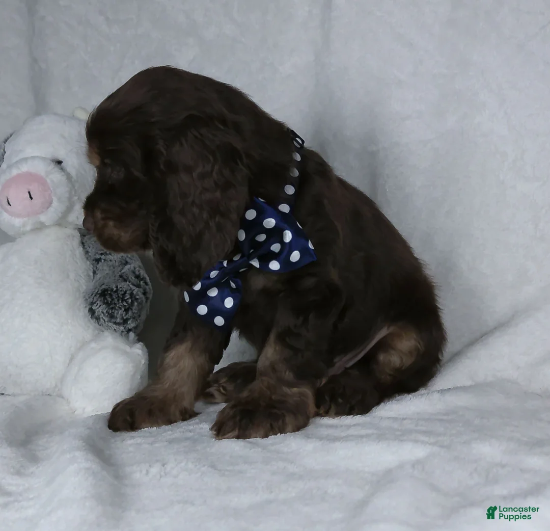 Cocker Spaniel dogs for sale: Cocoa - Ad 5
