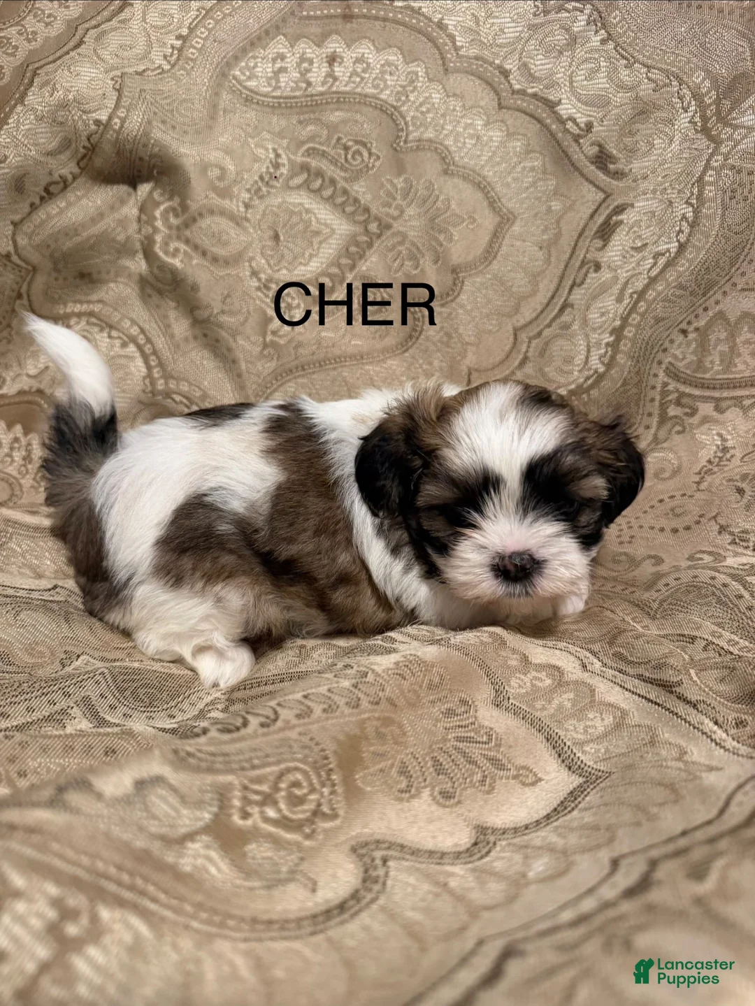 Malshi dogs for sale: Cher - Ad 1