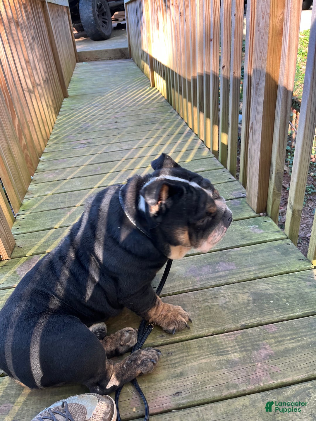 English Bulldog dogs for sale: English Bulldog Puppy zip  - Ad 3