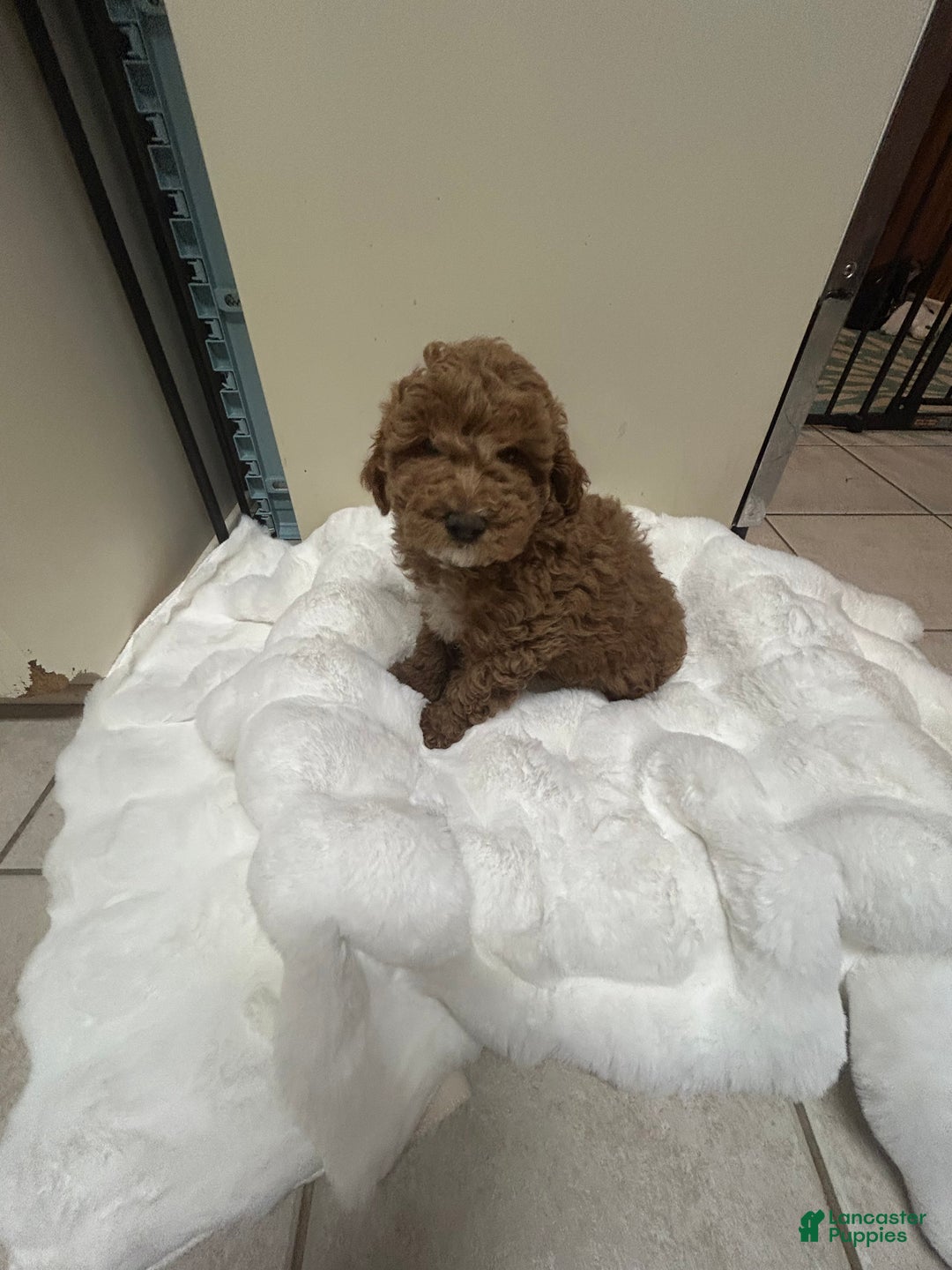 Mini Goldendoodle dogs for sale: Petite Mini Goldendoodle Caramel Spice - Ad 4