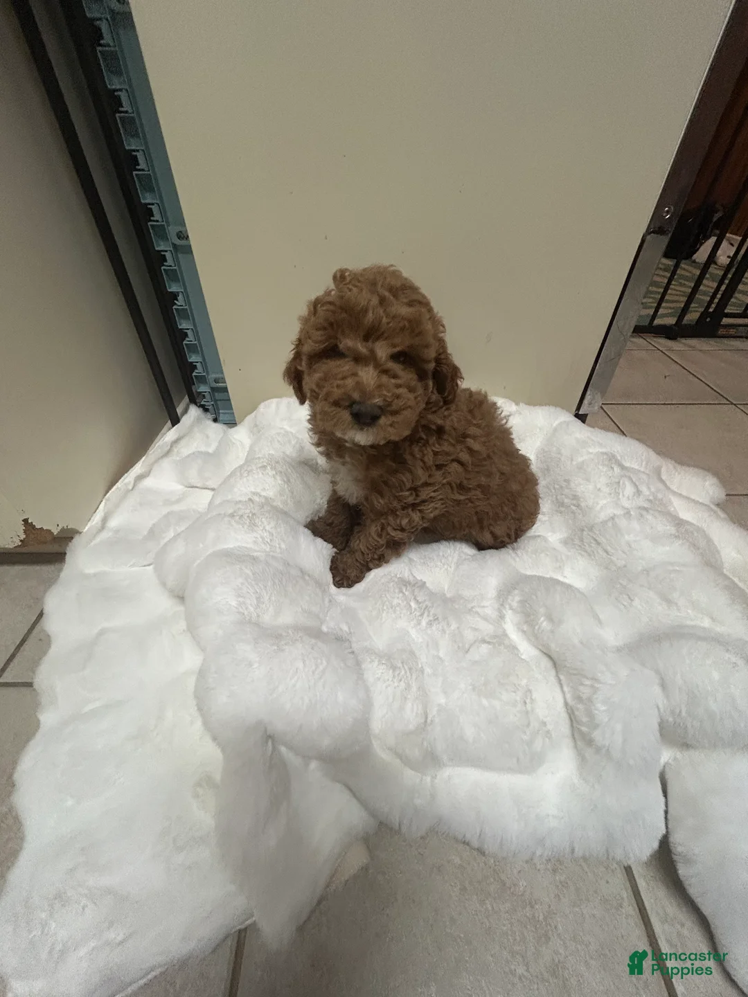 Mini Goldendoodle dogs for sale: Petite Mini Goldendoodle Caramel Spice - Ad 4