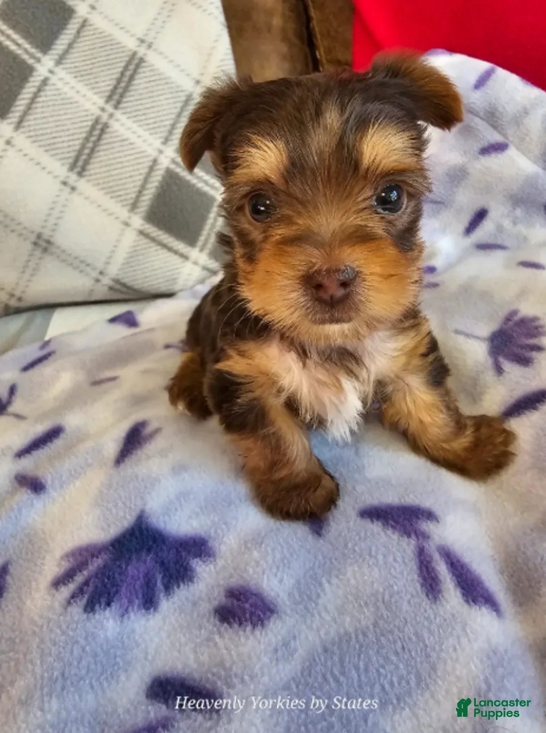 Yorkshire Terrier dogs for sale: Yorkshire Terrier Boy - Ad 1