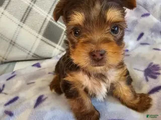 Yorkshire Terrier dogs Yorkshire Terrier Boy - Ad 1