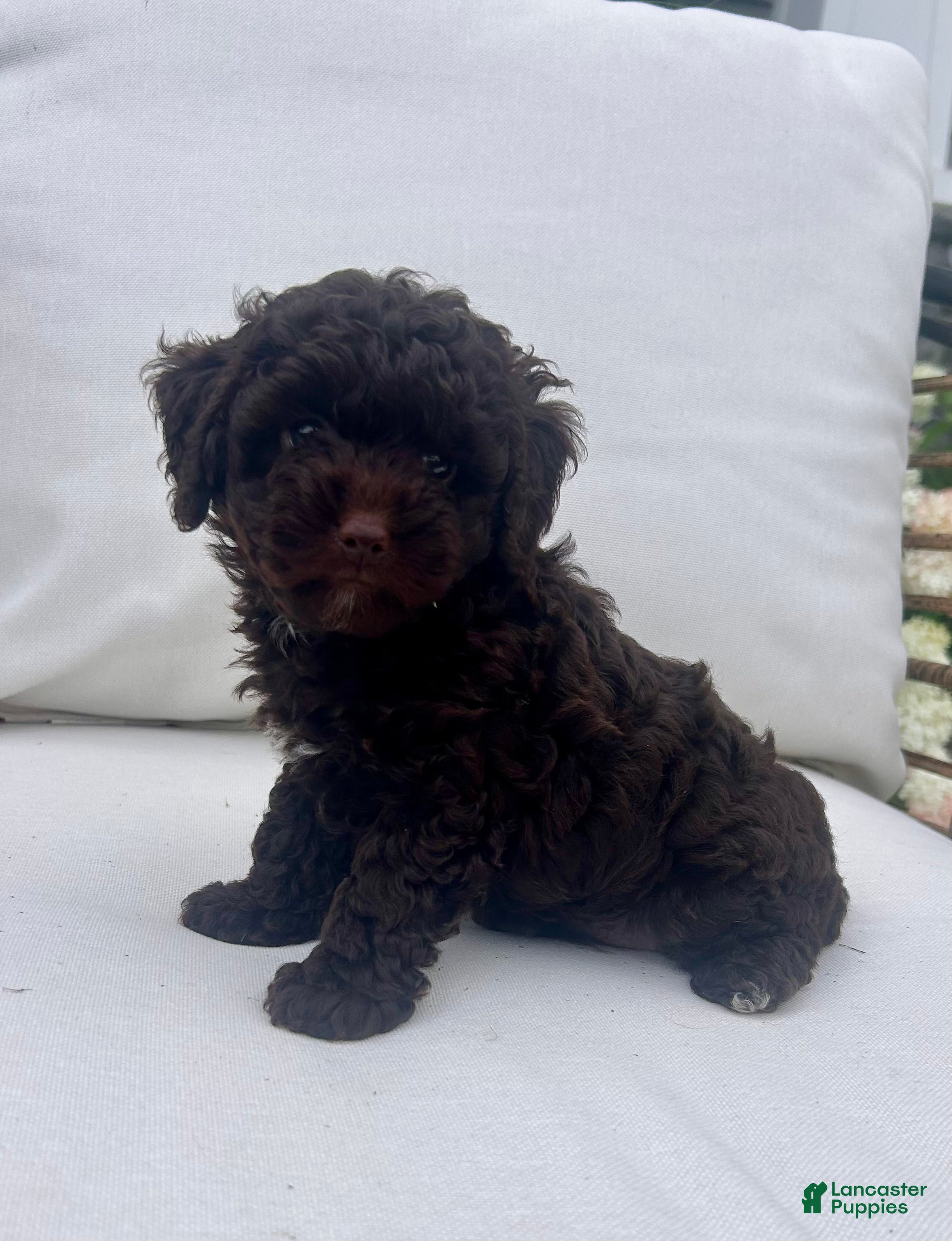 Toy Poodle dogs Chocolate  - Ad 1