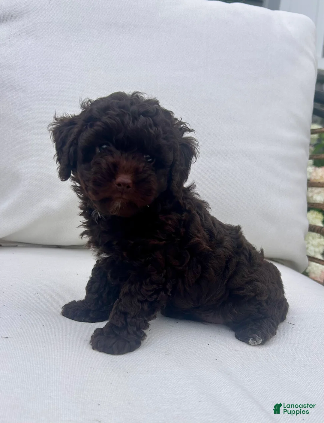 Toy Poodle dogs for sale: Chocolate  - Ad 1
