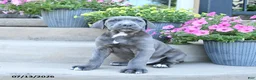 Cane Corso dogs for sale: Rocky - Ad 2