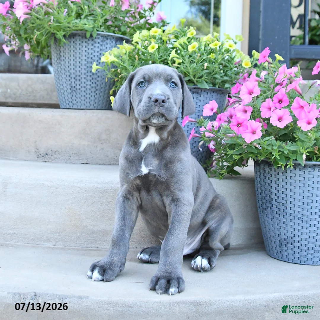 Cane Corso dogs for sale: Rocky - Ad 2