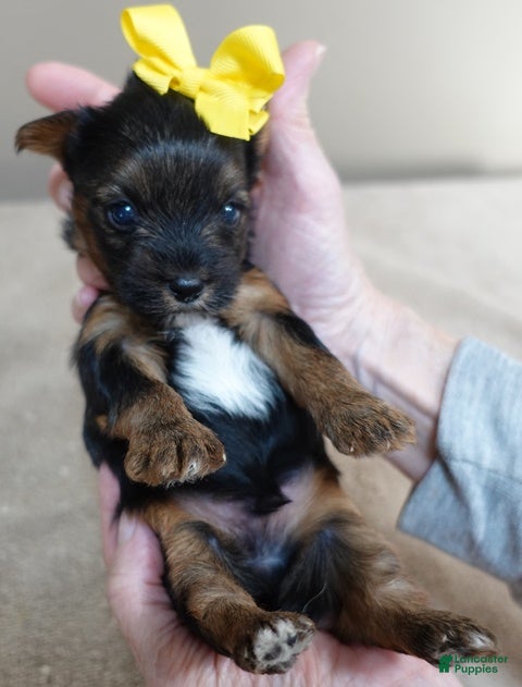 Yorkshire Terrier dogs Rio  - Ad 25