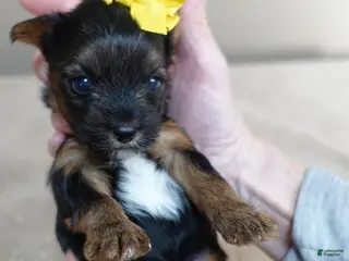 Yorkshire Terrier dogs Rio - Ad 9