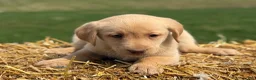 Labrador Retriever dogs for sale: Geneva - Ad 5