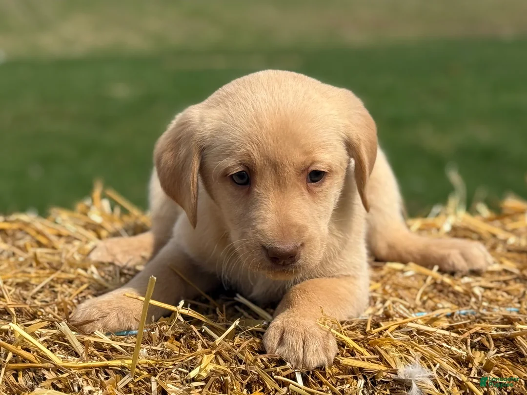 Labrador Retriever dogs for sale: Geneva - Ad 5