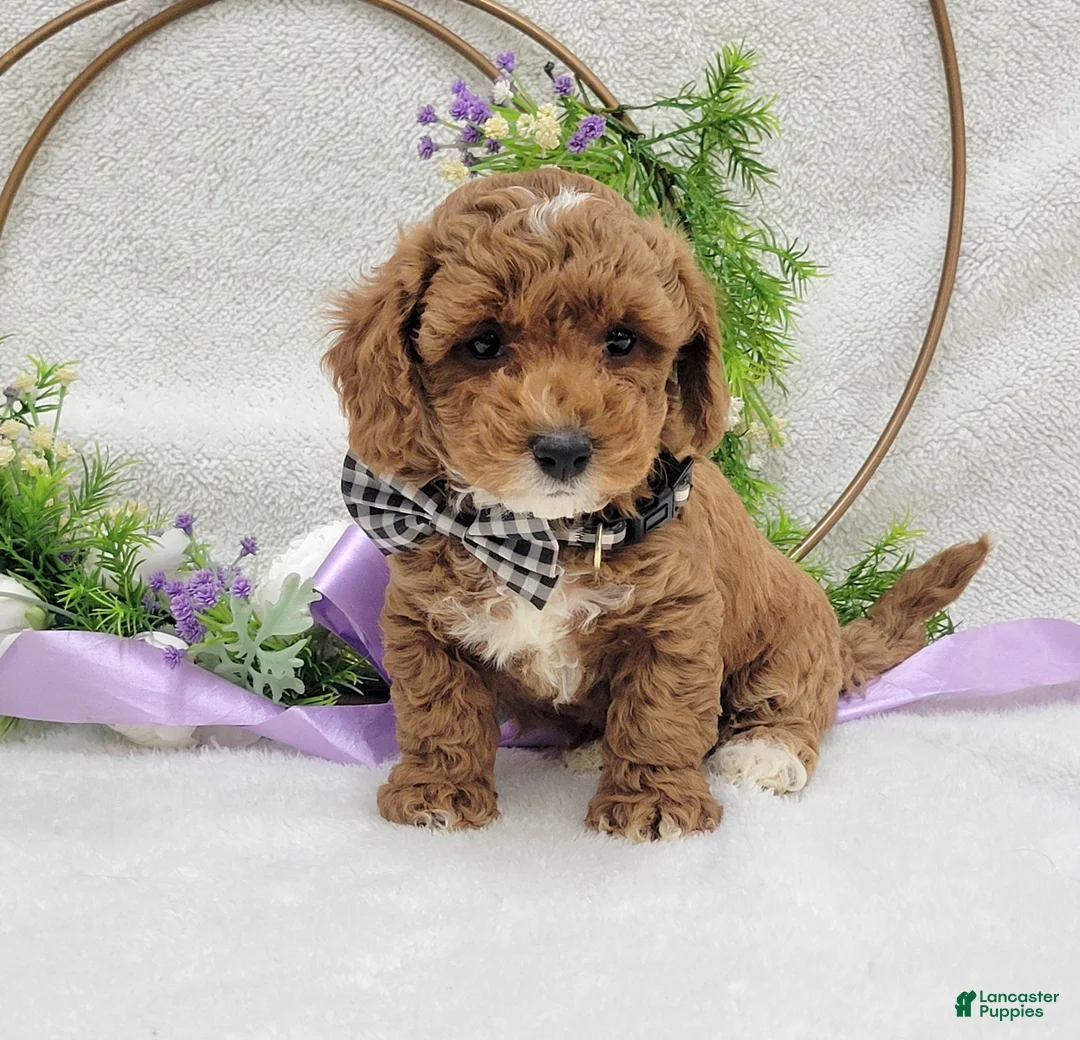 Maltipoo dogs for sale: Bentley  - Ad 4