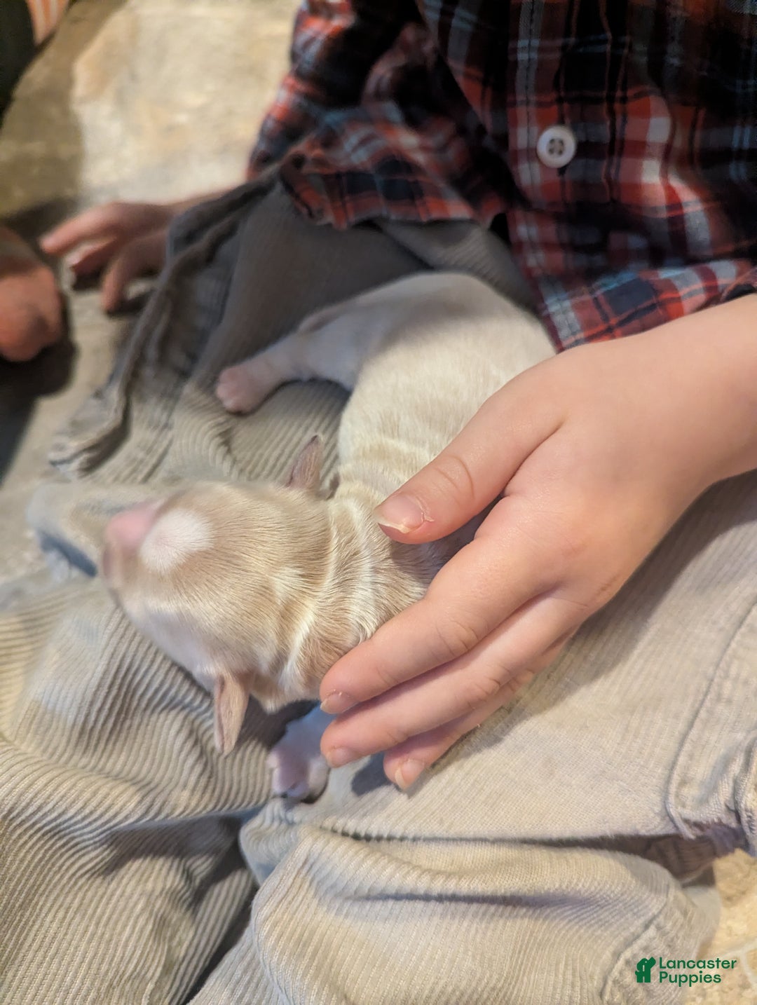 Mixed Breed dogs for sale: Rocket - Ad 22