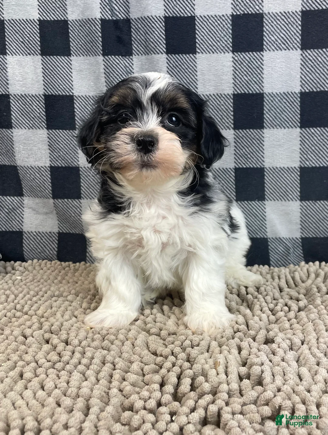 Teddy Bear dogs for sale: Jonah - Ad 6