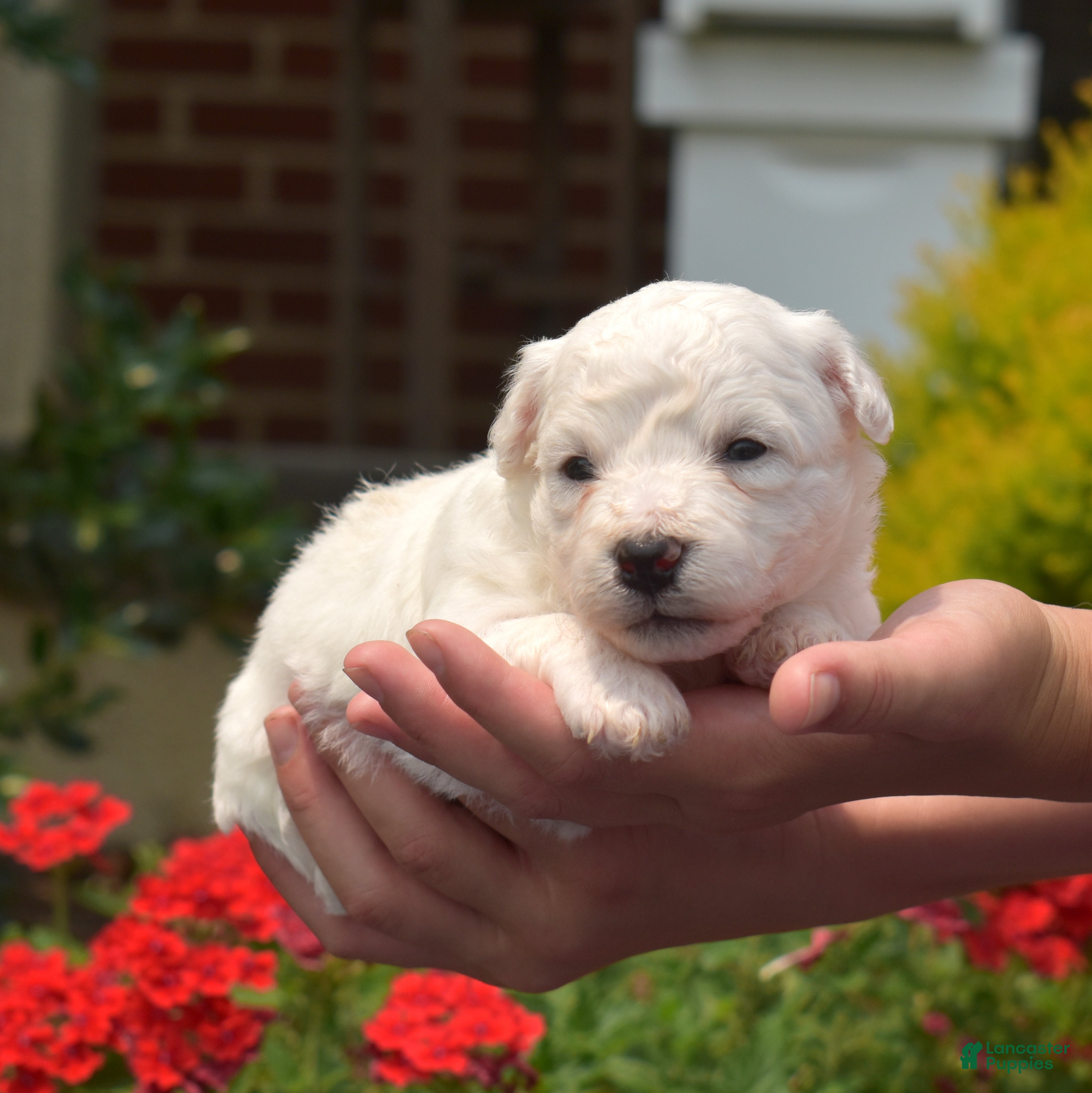 Bichon Frise dogs Snowball - Ad 1