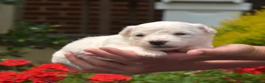 Snowball