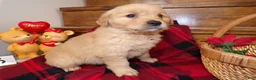 Golden Retriever dogs for sale: Golden Retriever Puppy 6 Darla - Ad 3