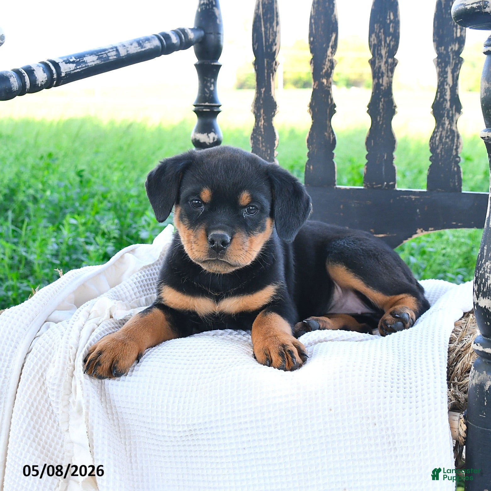 Rottweiler dogs Roxy - Ad 2
