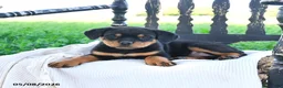 Rottweiler dogs for sale: Roxy - Ad 2