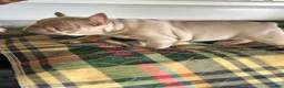 French Bulldog dogs for sale: French Bulldog 2 - Ad 6