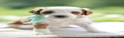 Mini Goldendoodle dogs for sale: December - Ad 22