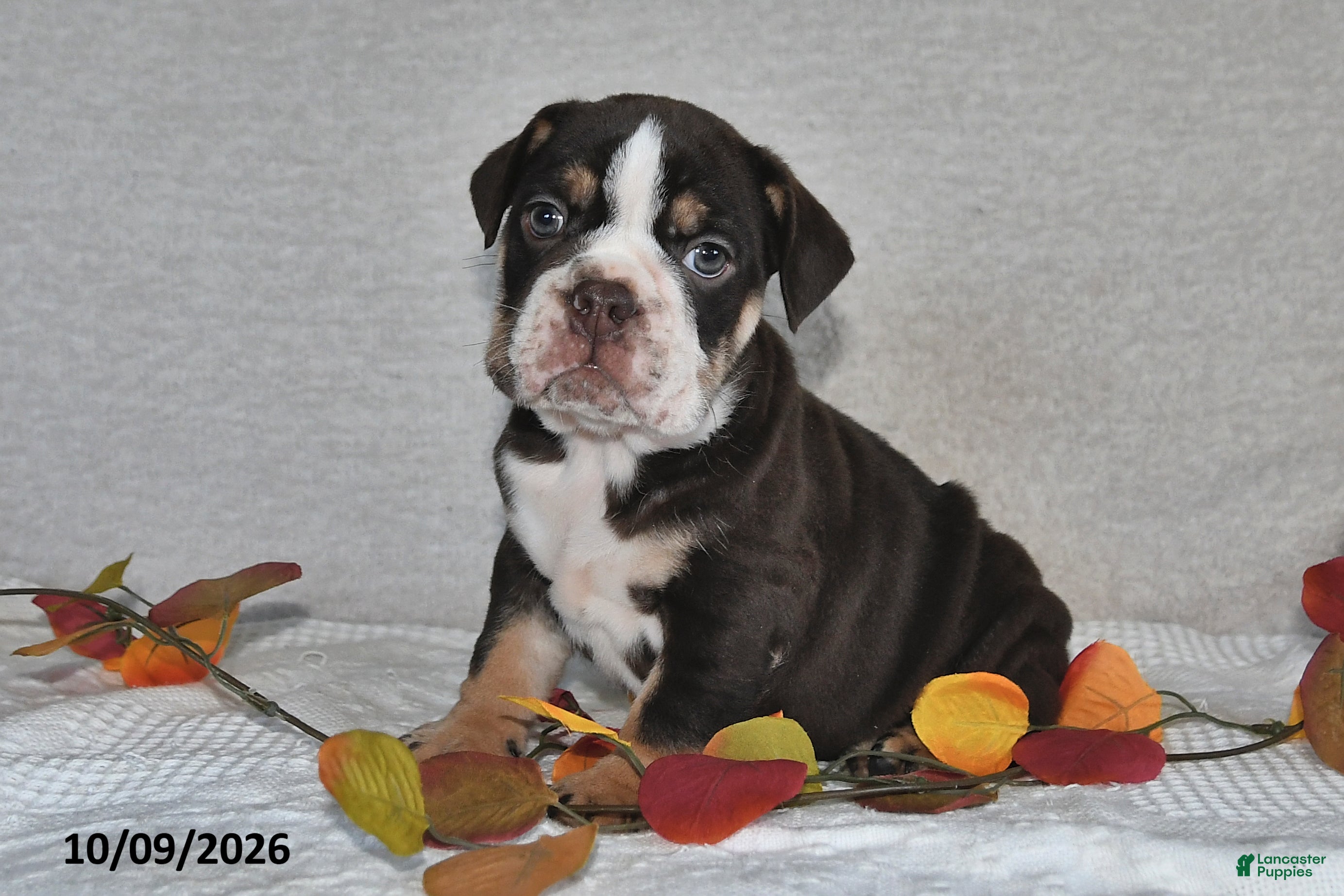 Beabull dogs Ronald - Ad 1