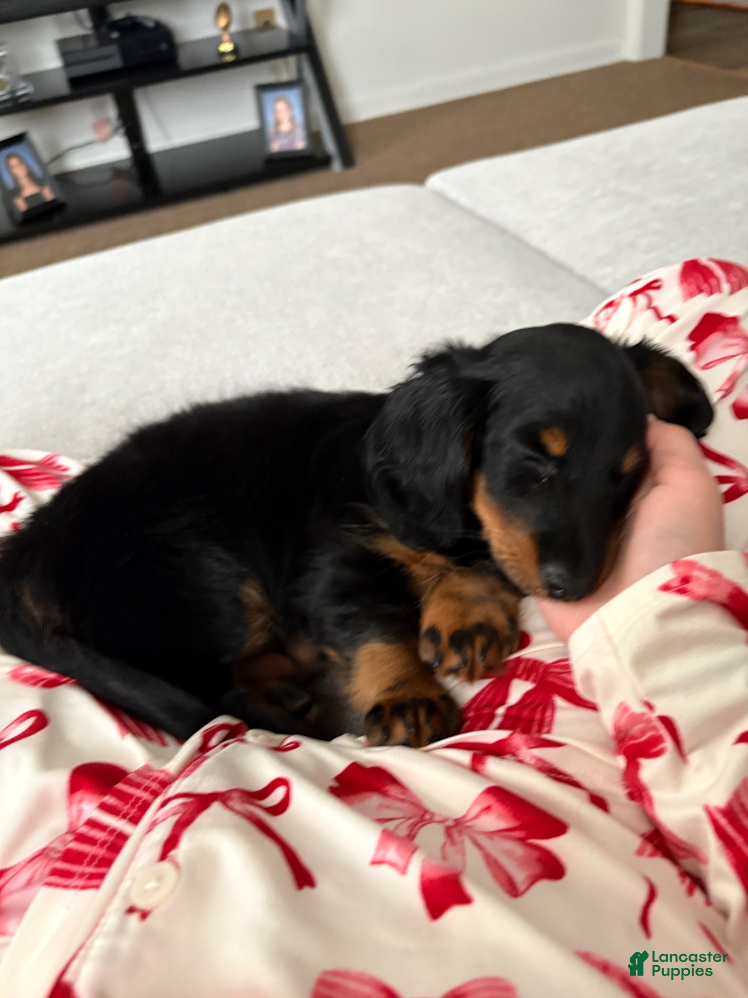 Miniature Dachshund dogs Miniature Dachshund Puppy 1 - Ad 36