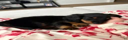 Miniature Dachshund dogs for sale: Miniature Dachshund Puppy 1 - Ad 1