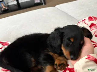 Miniature Dachshund dogs Miniature Dachshund Puppy 1 - Ad 36