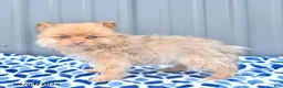 Pomeranian dogs for sale: Duncan - Ad 4