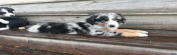Miniature Australian Shepherd dogs for sale: FORD - (Blue Collar) - Ad 4