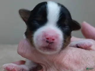 Yorkshire Terrier dogs Winter - Ad 4