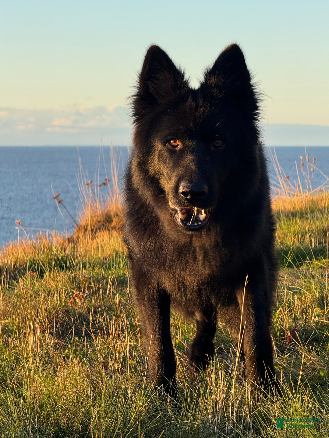 German Shepherd dogs for sale: Summit  - Ad 7