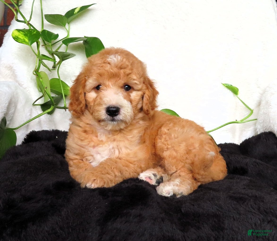 Mini Goldendoodle dogs Finn - Ad 1