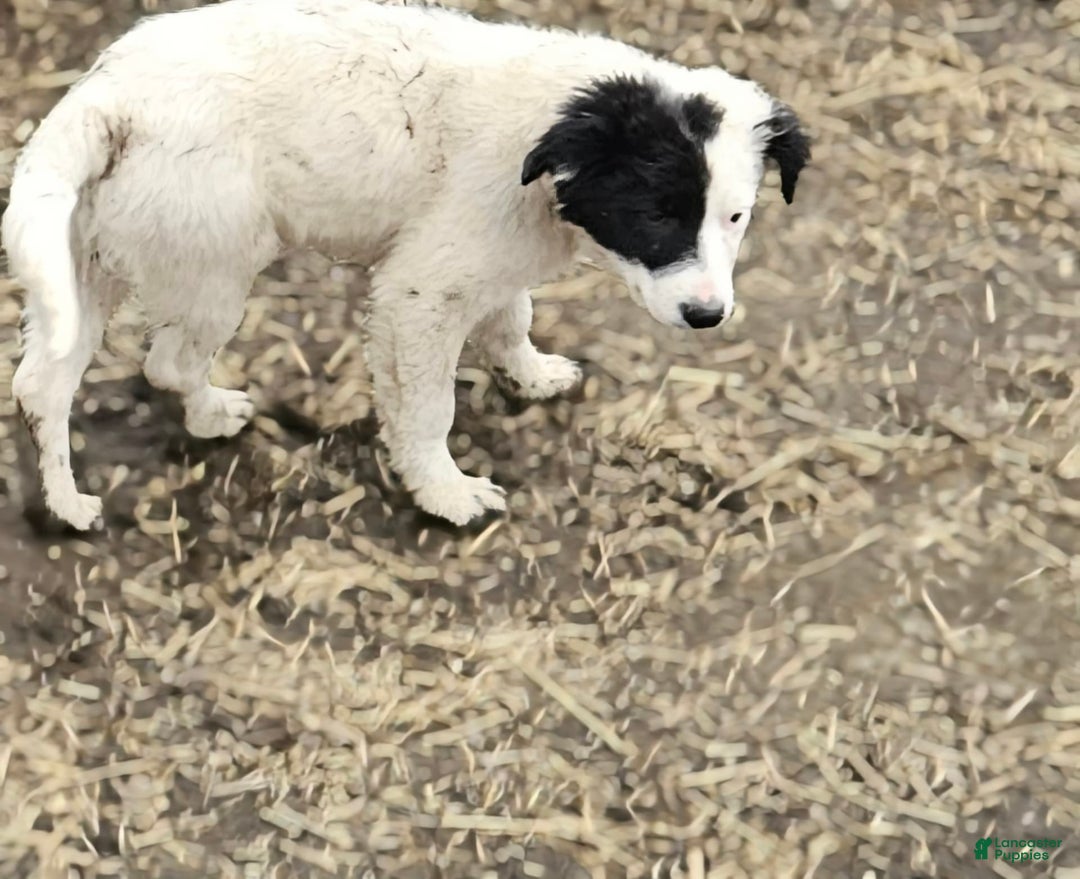 Border Collie dogs for sale: Divvy - Ad 9