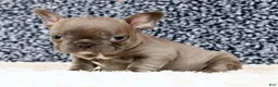 French Bulldog dogs for sale: Blossom - Ad 7