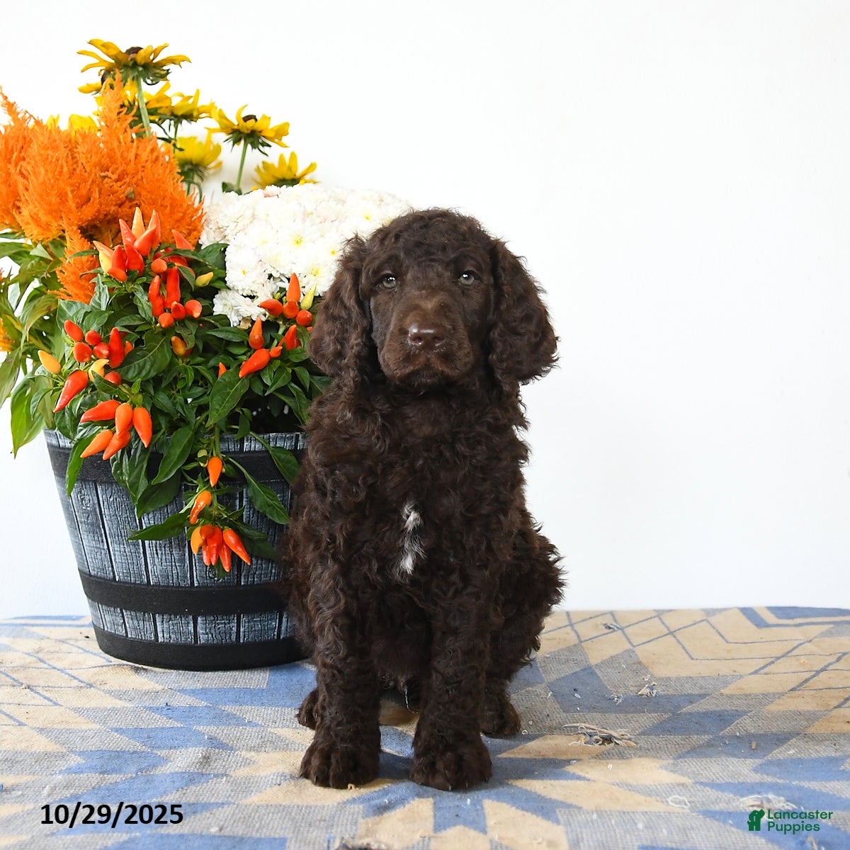 Standard Poodle dogs Murphy - Ad 22