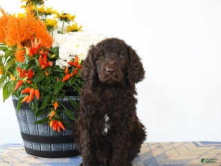 Standard Poodle dogs Murphy - Ad 20