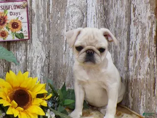 Pug dogs for sale: ANNIE - Ad 3