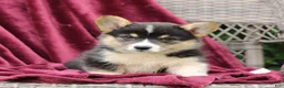 Welsh Corgi Pembroke dogs for sale: Jade  - Ad 3