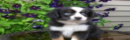 Miniature Australian Shepherd dogs for sale: Milo - Ad 3