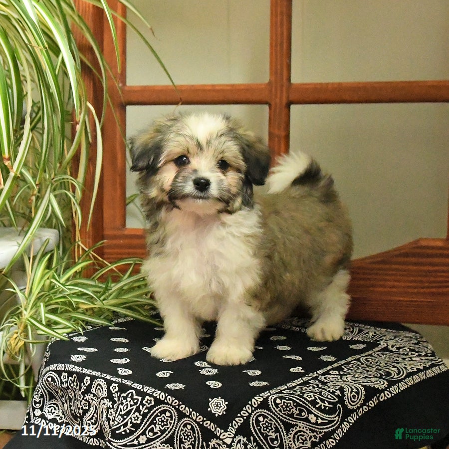 Mixed Breed dogs Scooter - Ad 30