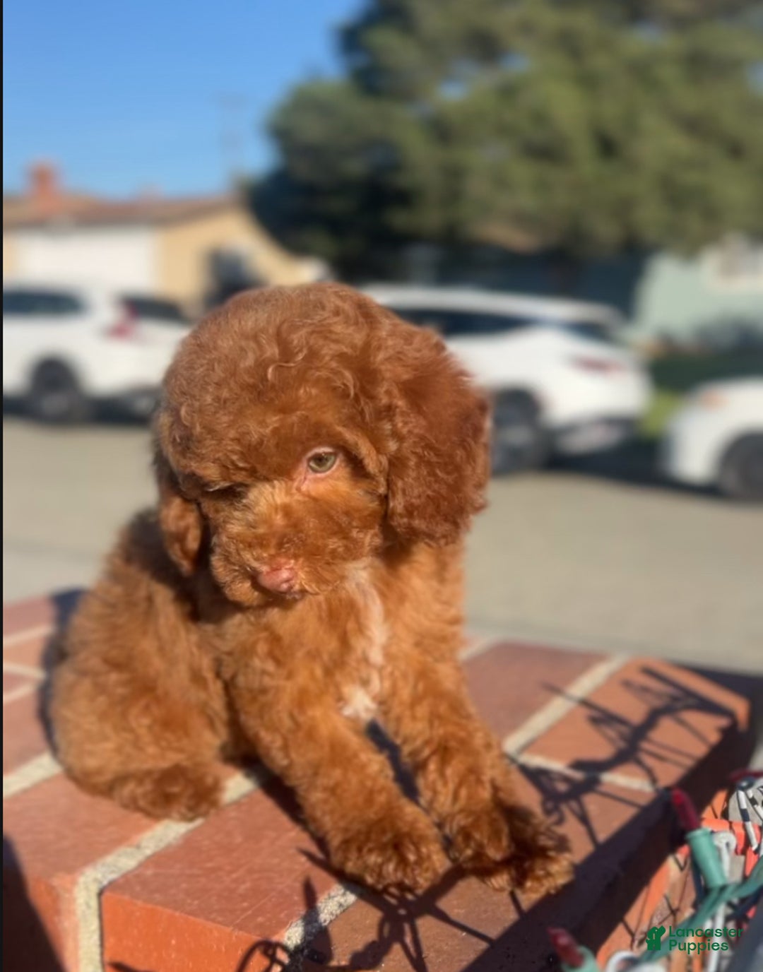 Toy Poodle dogs for sale: Toy Poodle Puppy 2 - Ad 2