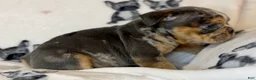 English Bulldog dogs for sale: Versace - Ad 53