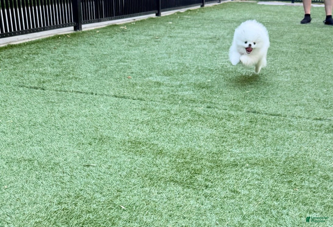 Pomeranian dogs Pomeranian 1 - Ad 1